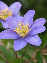 images/productimages/small/N084_ANEMONE ROYAL BLUE.jpg